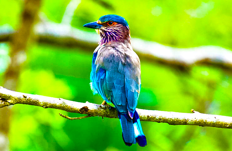 Bird Watching in Sri Lanka