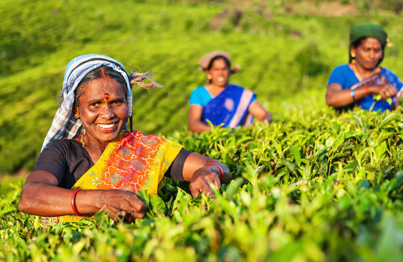 Tea Trails in Nuwara Eliya