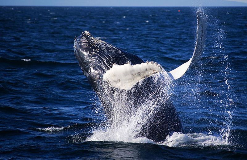Whale Watching in Sri Lanka